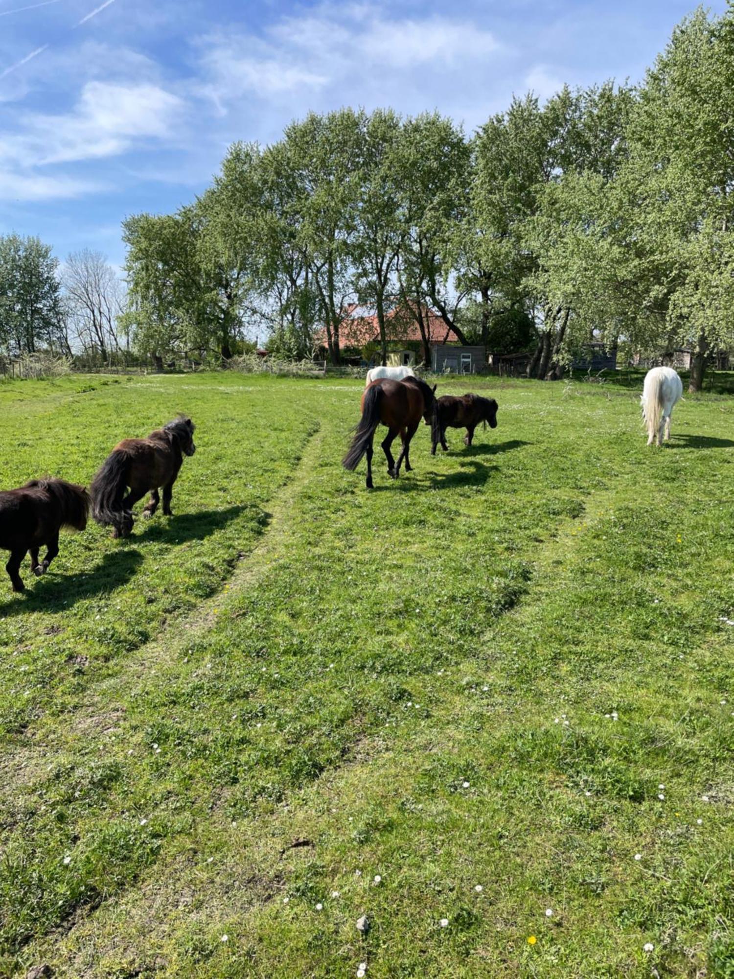 Ferienhof Spiegelhaus Krummhörn Eksteriør bilde